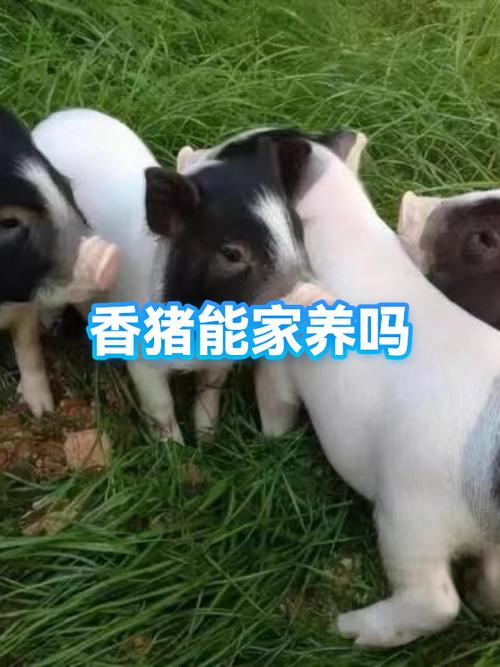 骂狗打鸡猪在笑,三心两意不成气打一缩略图