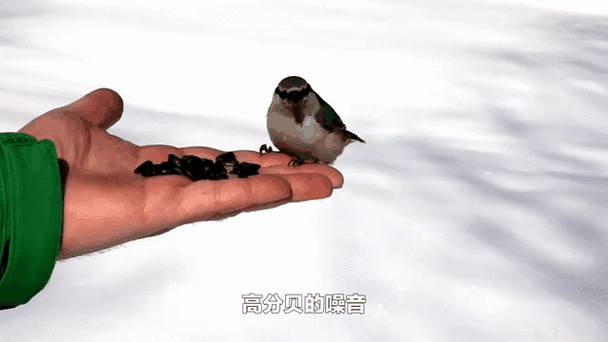 小鸟最怕什么东西缩略图