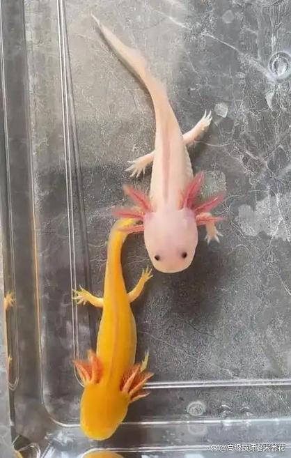 方舟生存进化霸王龙吃什么饲料