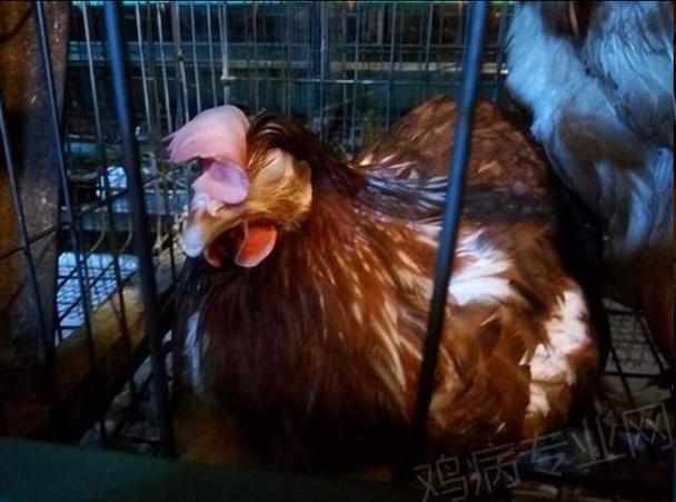 鸡怪叫是什么病怎么治游戏截图