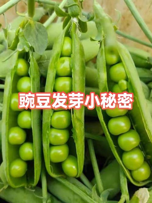 豌豆尖剪了还会长吗缩略图