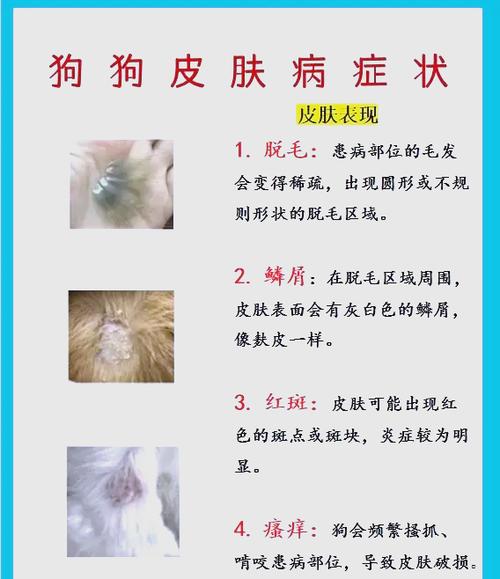 小狗身上有皮肤病,怎么快速治疗