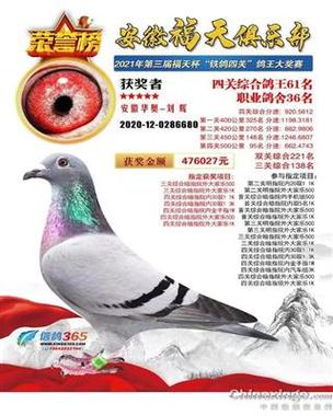 信鸽俱乐部靠什么赚钱缩略图