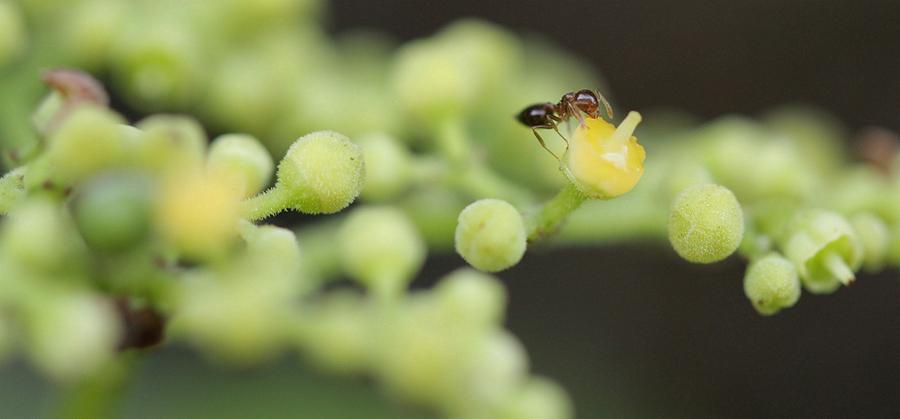 甜瓜游乐场20.0虫虫内置模组