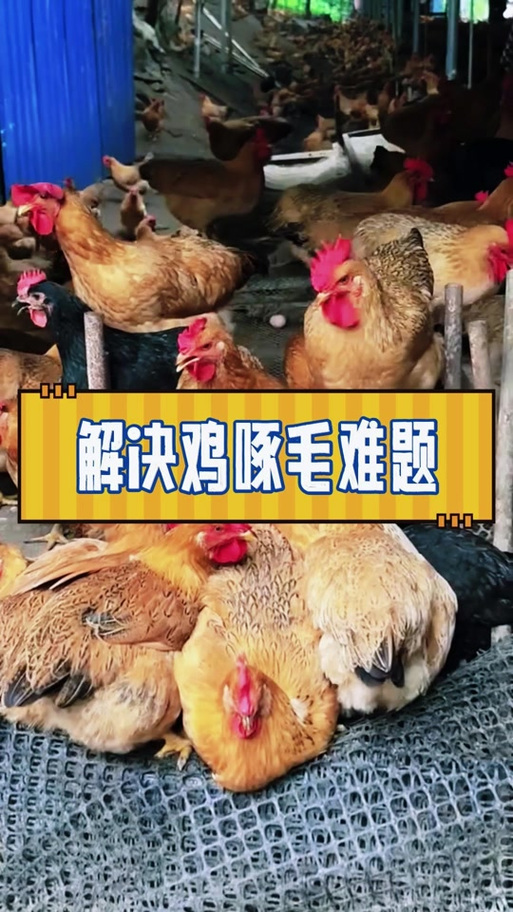 预防鸡啄毛土方法缩略图