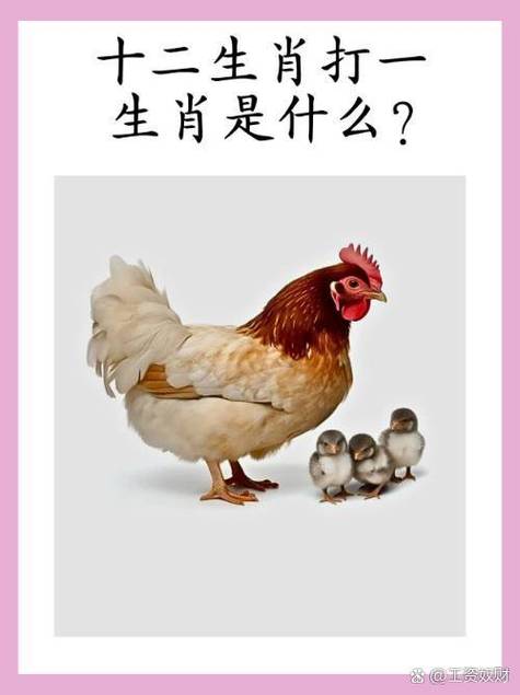 欲钱找小鸡啄米十二生肖是什么缩略图