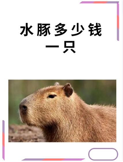 水豚打一准确生肖