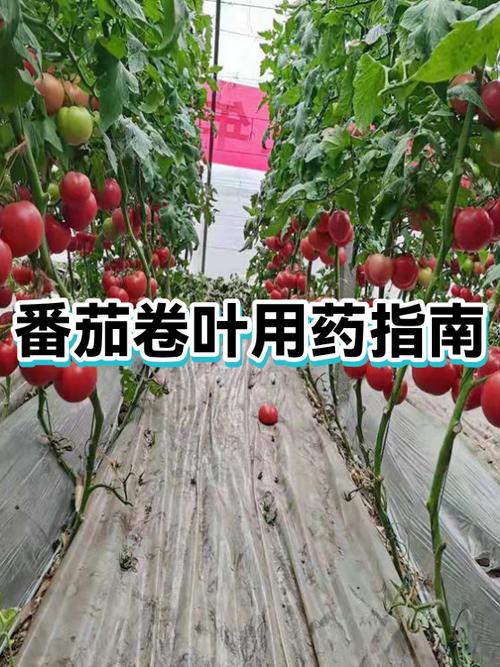 番茄卷叶原因及防治方法缩略图