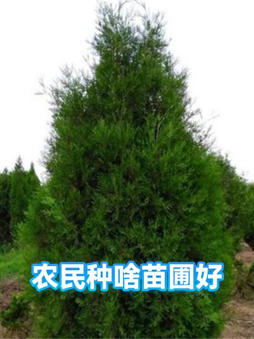 网上种树挣钱靠谱吗缩略图