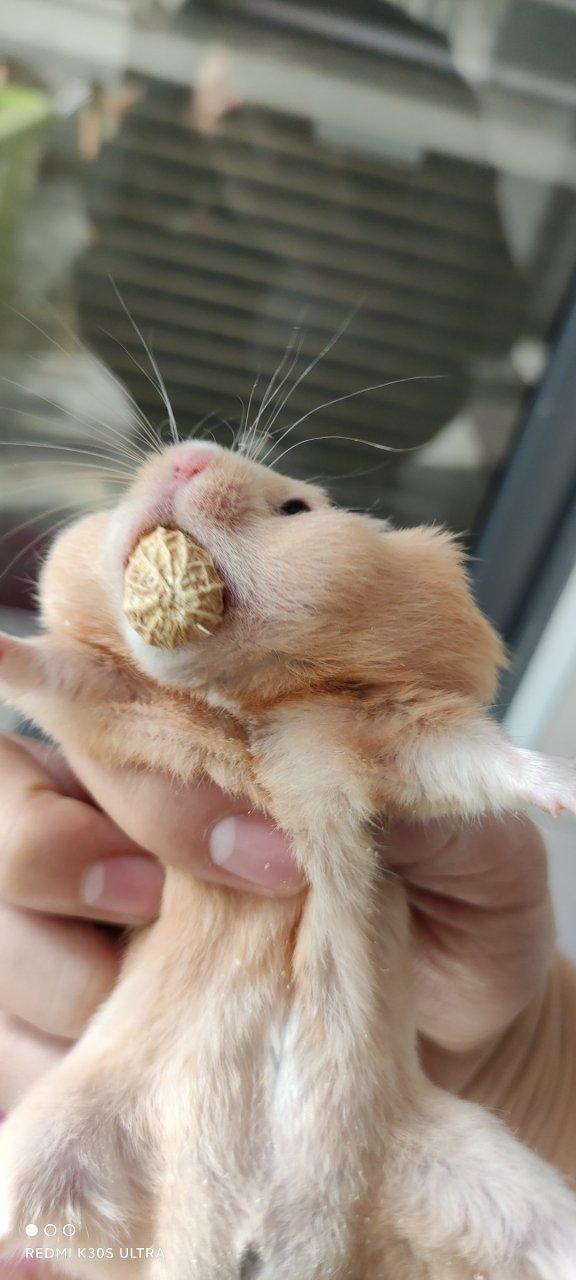 嘴巴里能藏东西的老鼠缩略图