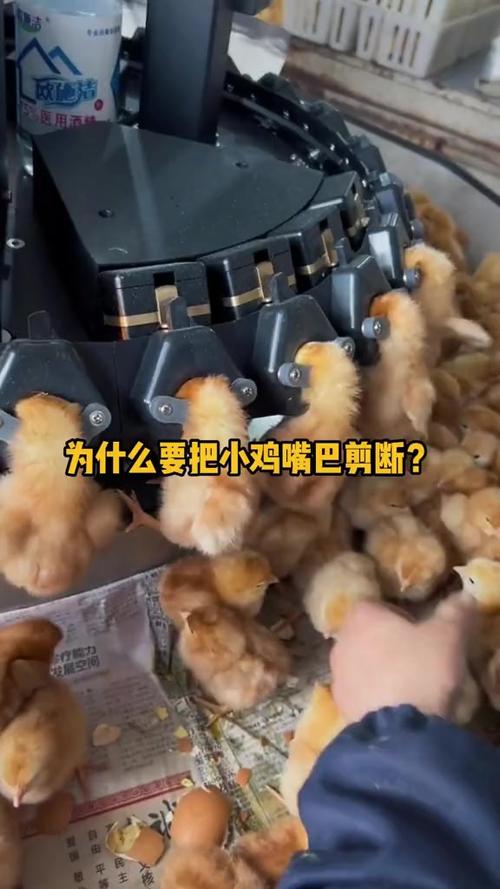 鸡为什么要剪掉嘴巴缩略图