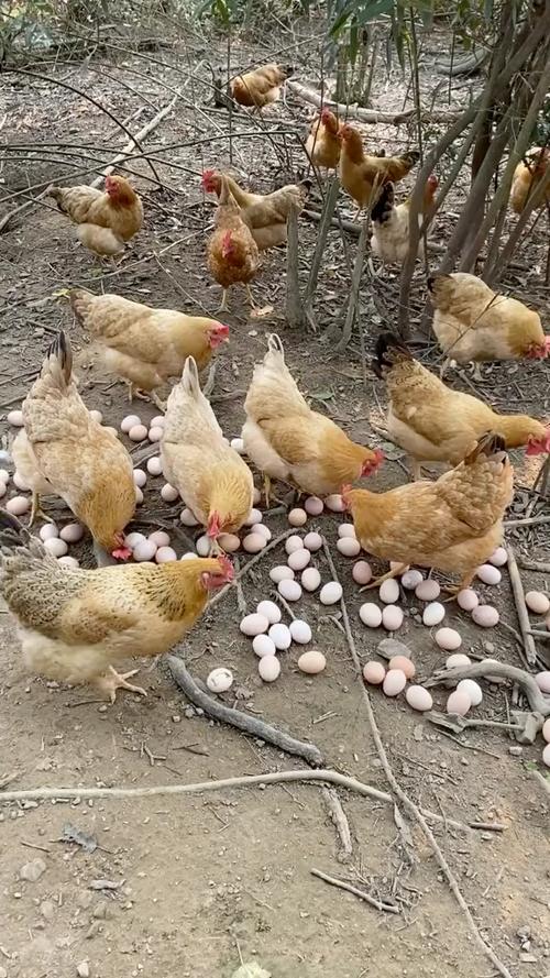 鸡啄鸡蛋用什么土方子最好呢缩略图