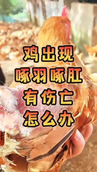 鸡啄毛最好的土办法缩略图