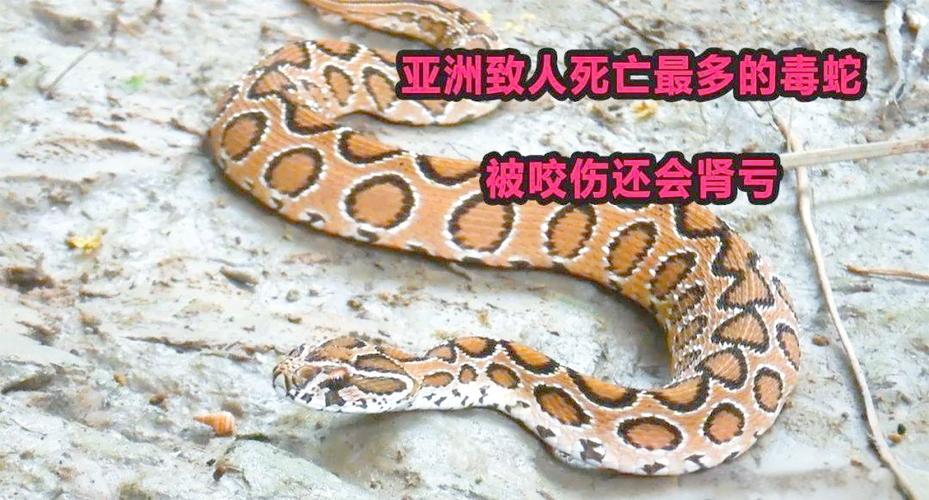 蝰蛇的毒性有多强图标