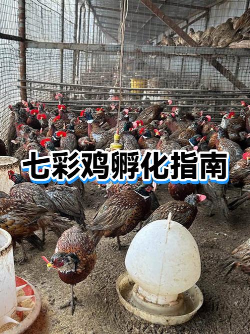 什么时候孵小鸡最好缩略图