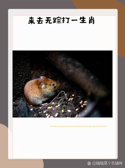 甜言蜜语打一个动物缩略图