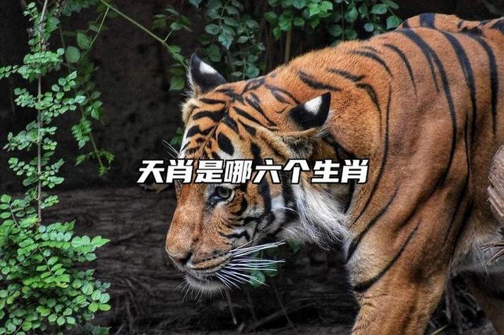 满山遍野打一准确生肖游戏截图