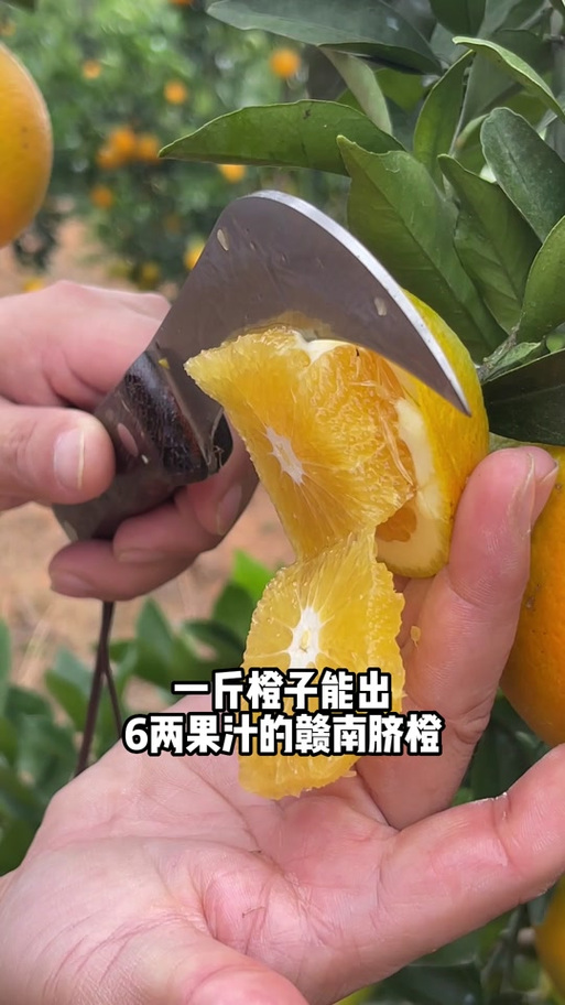 一斤橙子可以榨多少汁图标