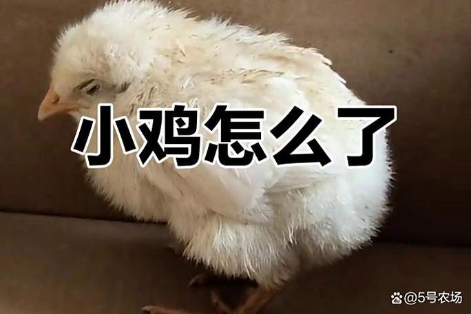 小鸡剪嘴后不吃东西怎么办缩略图