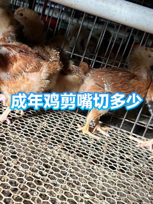 剪鸡嘴什么意思缩略图
