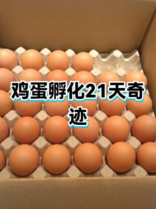 母鸡几月份孵小鸡最好缩略图
