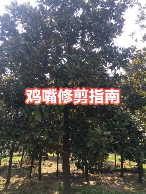小鸡剪嘴什么时候最合适游戏截图