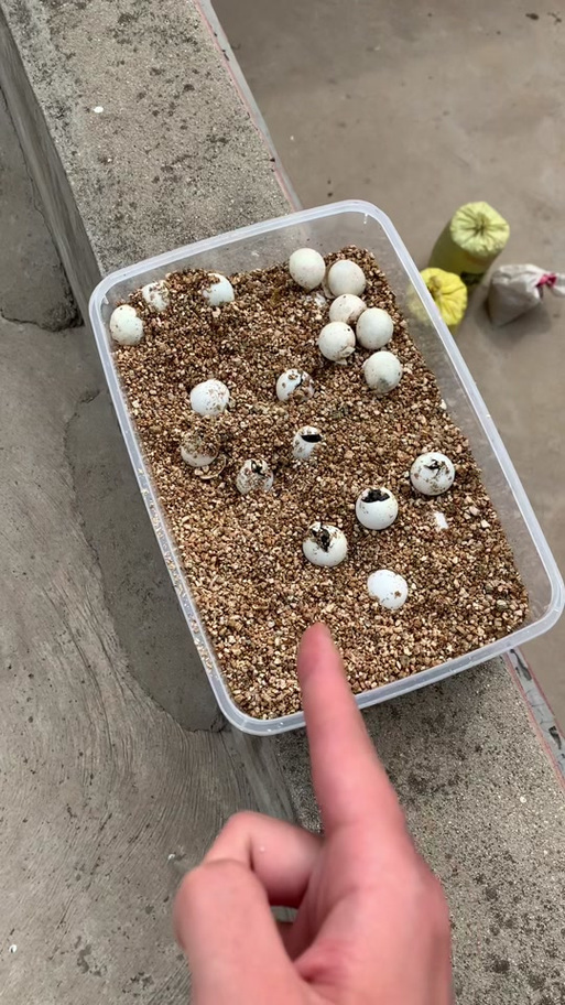 我的世界乌龟蛋什么时候才能孵化?缩略图