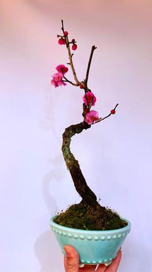 梅花直播