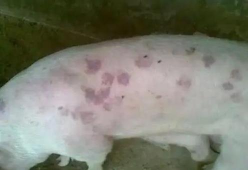 猪长红疙瘩是什么病怎么治疗缩略图