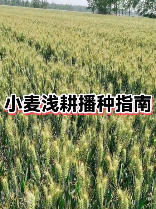 小麦什么时候种是最佳时期缩略图
