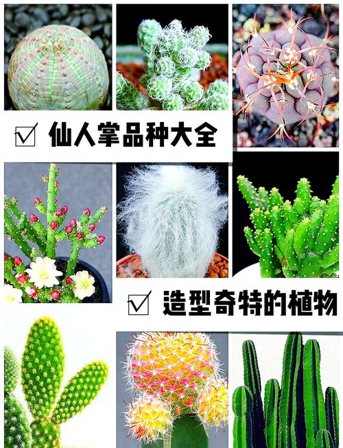 仙人掌种类图标