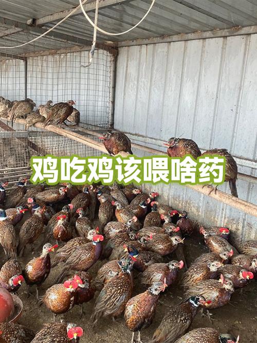 鸡啄鸡是什么病,怎么治疗缩略图