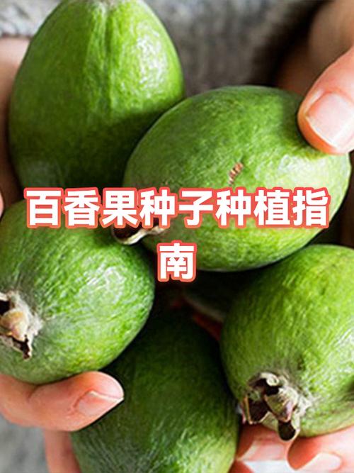 什么时候种百香果是最佳时期缩略图