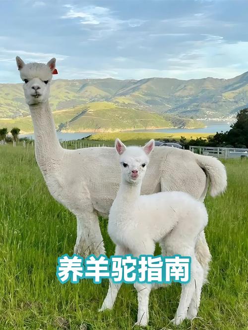 我的世界如何控制羊驼行走缩略图