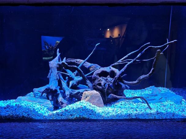 为什么水族馆挣不到钱游戏截图