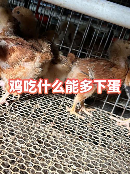 鸡吃什么会下蛋缩略图