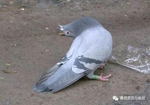 鸽子歪脖子是什么病怎么治疗