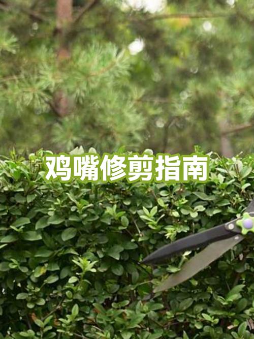 为什么要剪鸡嘴缩略图