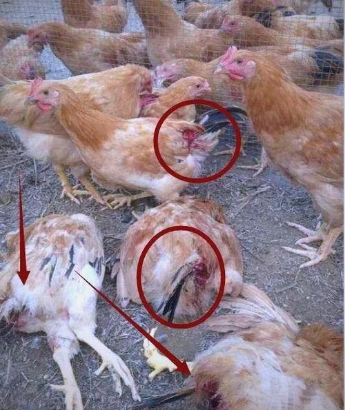 鸡啄人是怎么回事缩略图