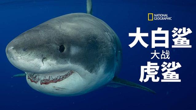 虎鲨vs大白鲨谁厉害缩略图