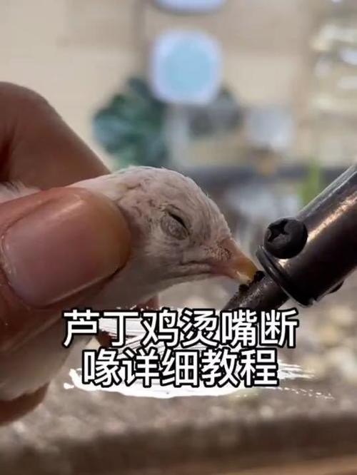 小鸡什么时候烙嘴