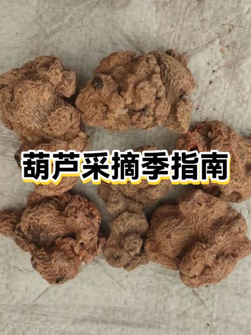 小葫芦什么时候种最好缩略图
