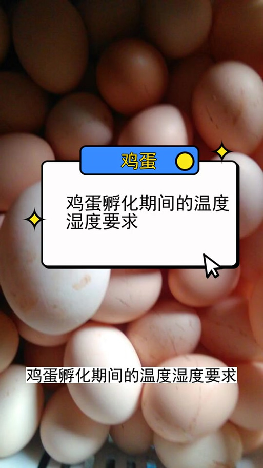 孵化小鸡多少温度最合适缩略图