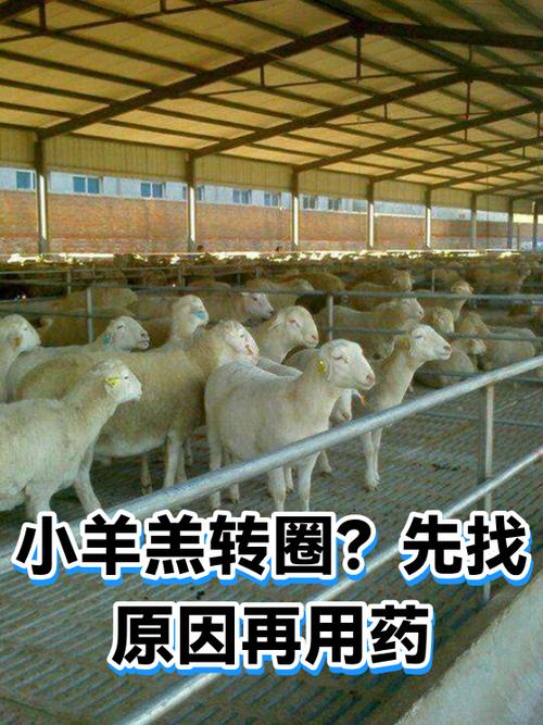羊羔转圈是什么病怎么治疗缩略图