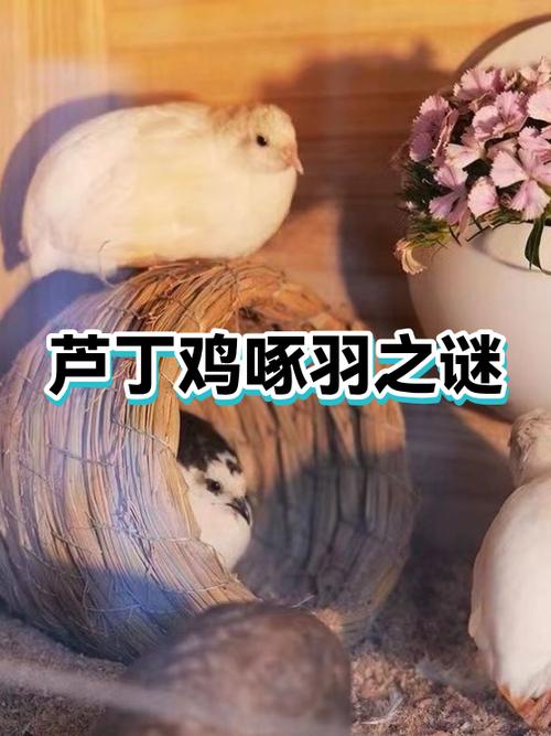 鸡为什么啄别的鸡嘴缩略图