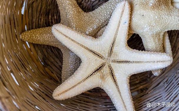 海星的嘴巴和眼睛在哪里缩略图