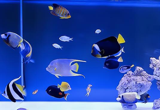 开个小水族馆大约多少钱缩略图