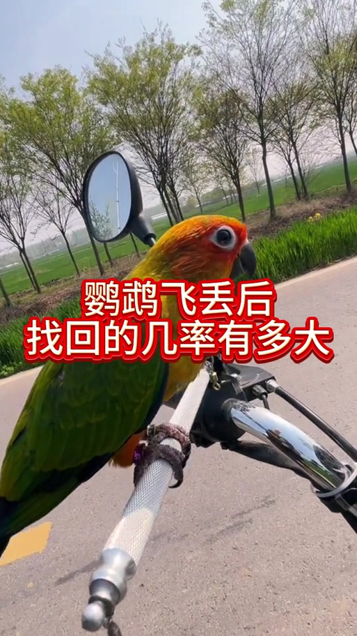 鹦鹉飞走了是替主人挡灾吗缩略图