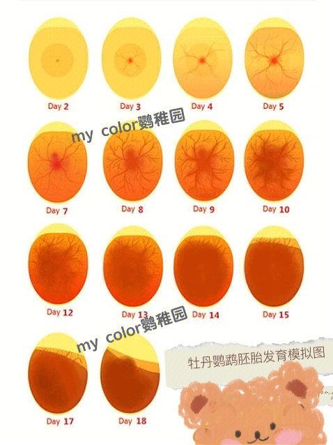 鸟蛋什么时候才能孵化缩略图
