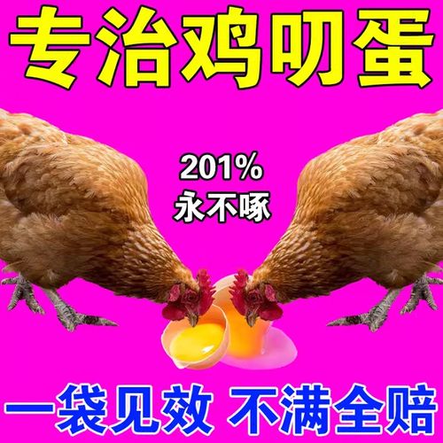 鸡啄毛吃啥药游戏截图